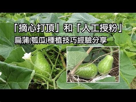 葫瓜屬性|【葫瓜屬性】葫瓜屬性菜！蒲仔這樣料理超養生，預防貧血白髮不。